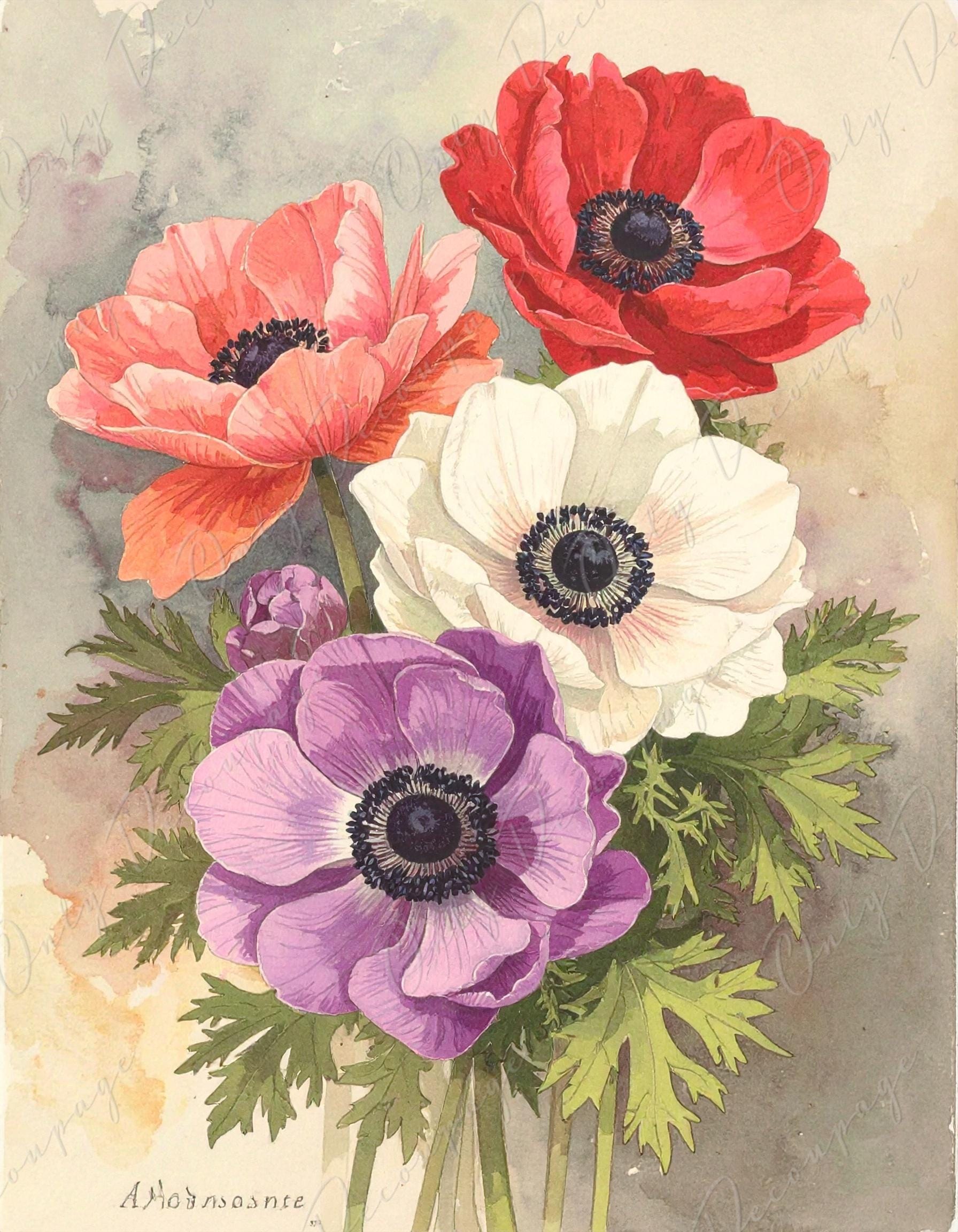 Anemone - Decoupage Paper for Furniture - 7 Size Options - Botanical Art - Watercolor