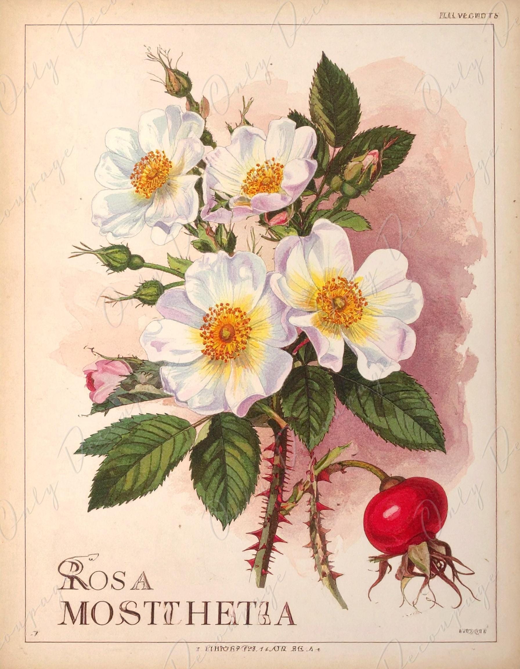 Rosa Moschata - Decoupage Paper for Furniture - 7 Size Options - Botanical Art