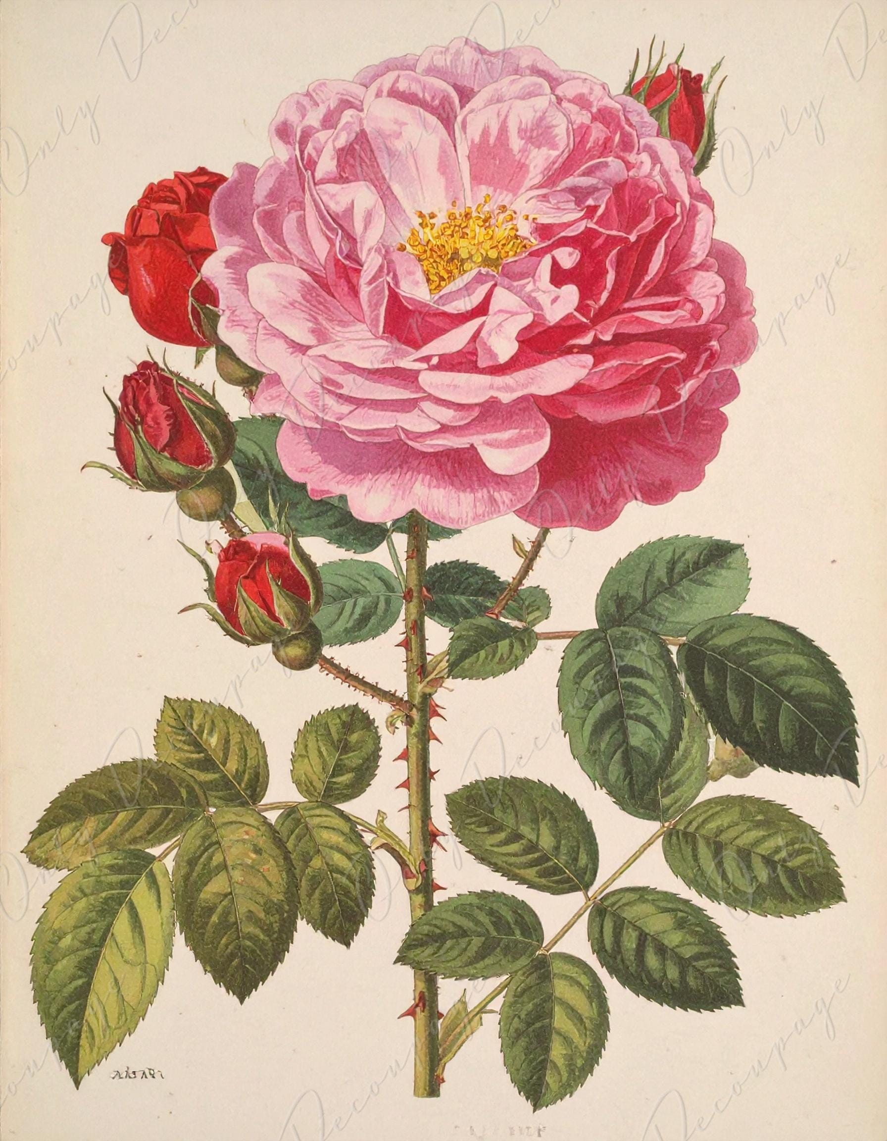 Rosa Gallica Aurelianensi - Decoupage Paper for Furniture - 7 Size Options - Botanical Art