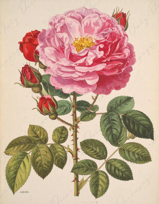 Rosa Gallica Aurelianensi - Decoupage Paper for Furniture - 7 Size Options - Botanical Art