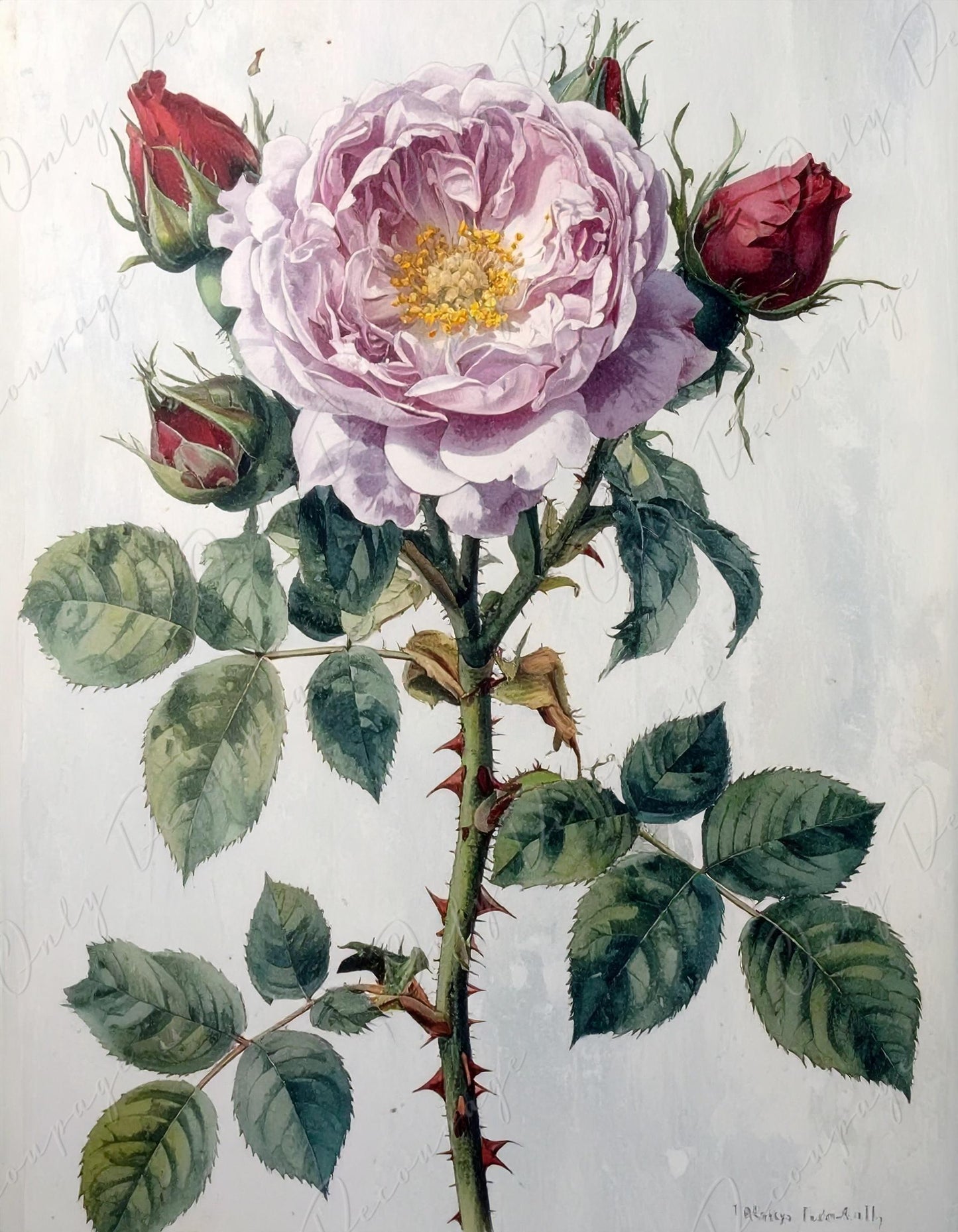 Rosa Gallica Aurelianensi - Decoupage Paper for Furniture - 7 Size Options - Botanical Art