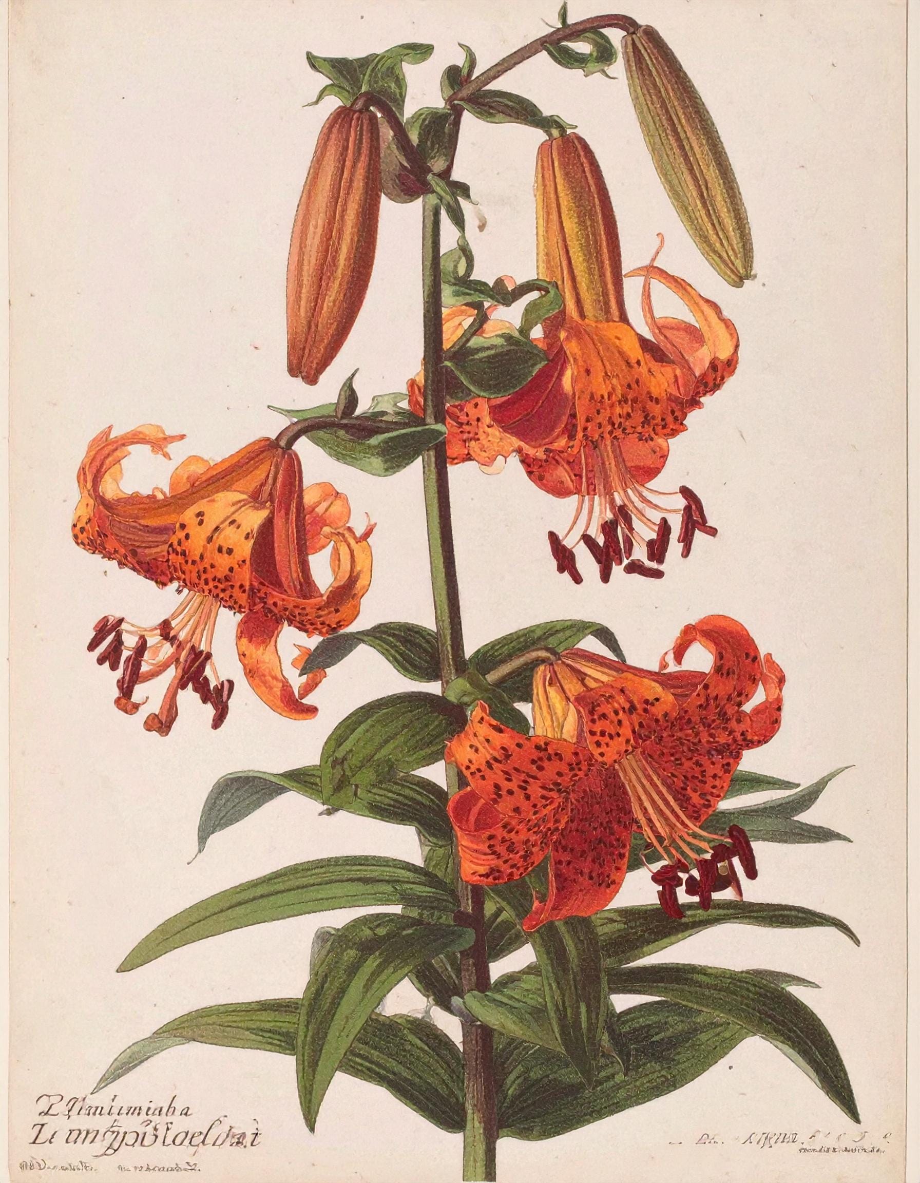 Lilium - Decoupage Paper for Furniture - 7 Size Options - Botanical Art - Floral Decoupage