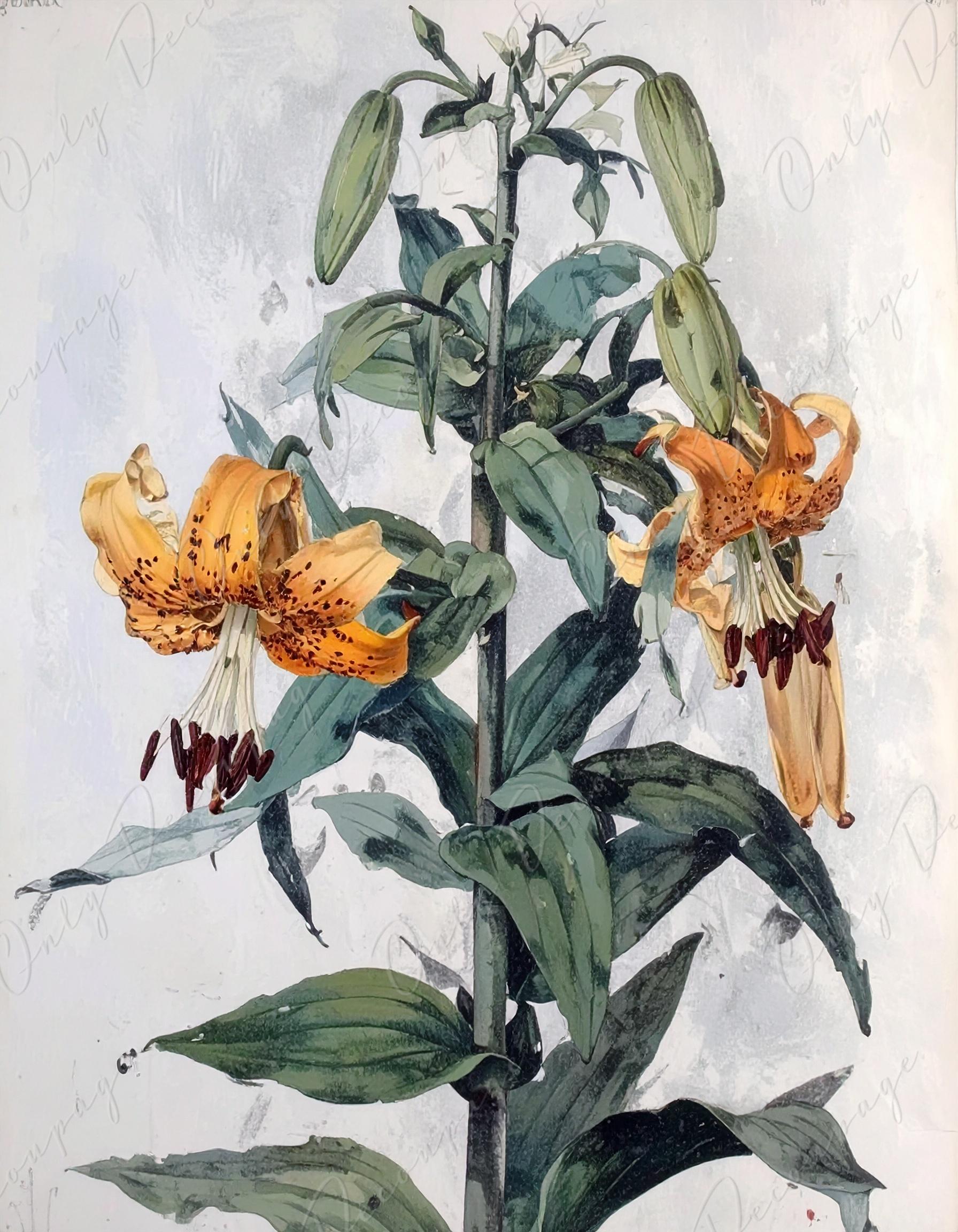 Watercolor Lilium - Decoupage Paper for Furniture - 7 Size Options - Botanical Art - Floral Decoupage