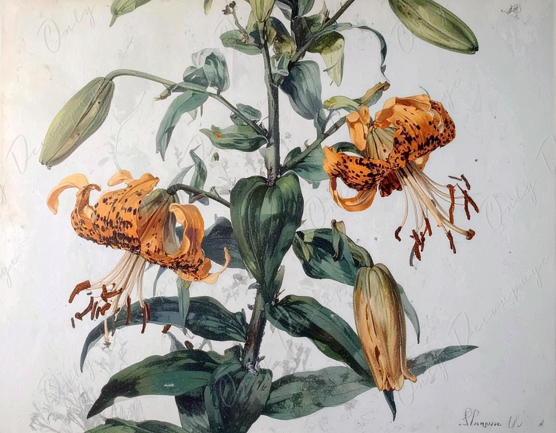 Watercolor Lilium - Decoupage Paper for Furniture - 7 Size Options - Botanical Art - Floral Decoupage
