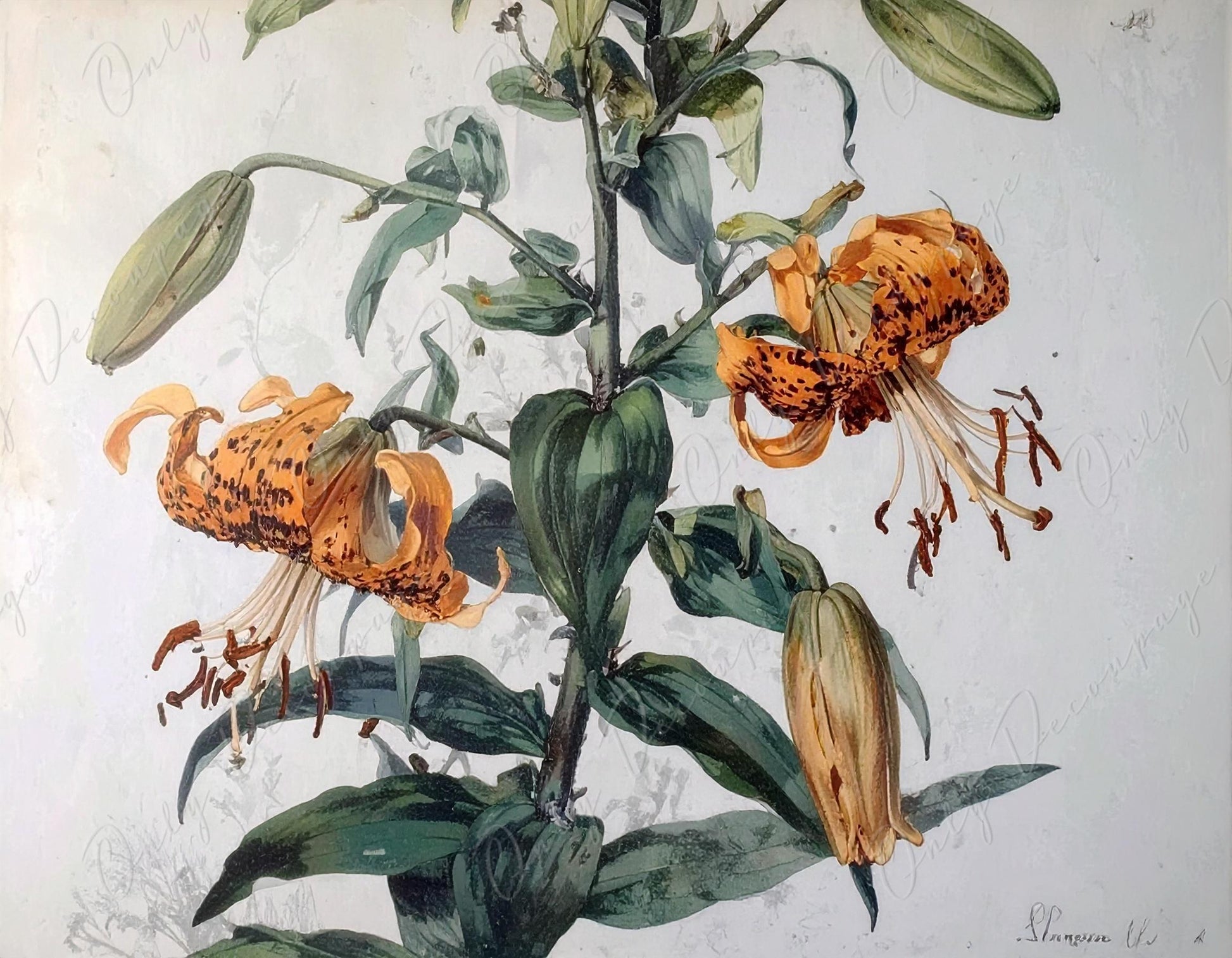 Watercolor Lilium - Decoupage Paper for Furniture - 7 Size Options - Botanical Art - Floral Decoupage