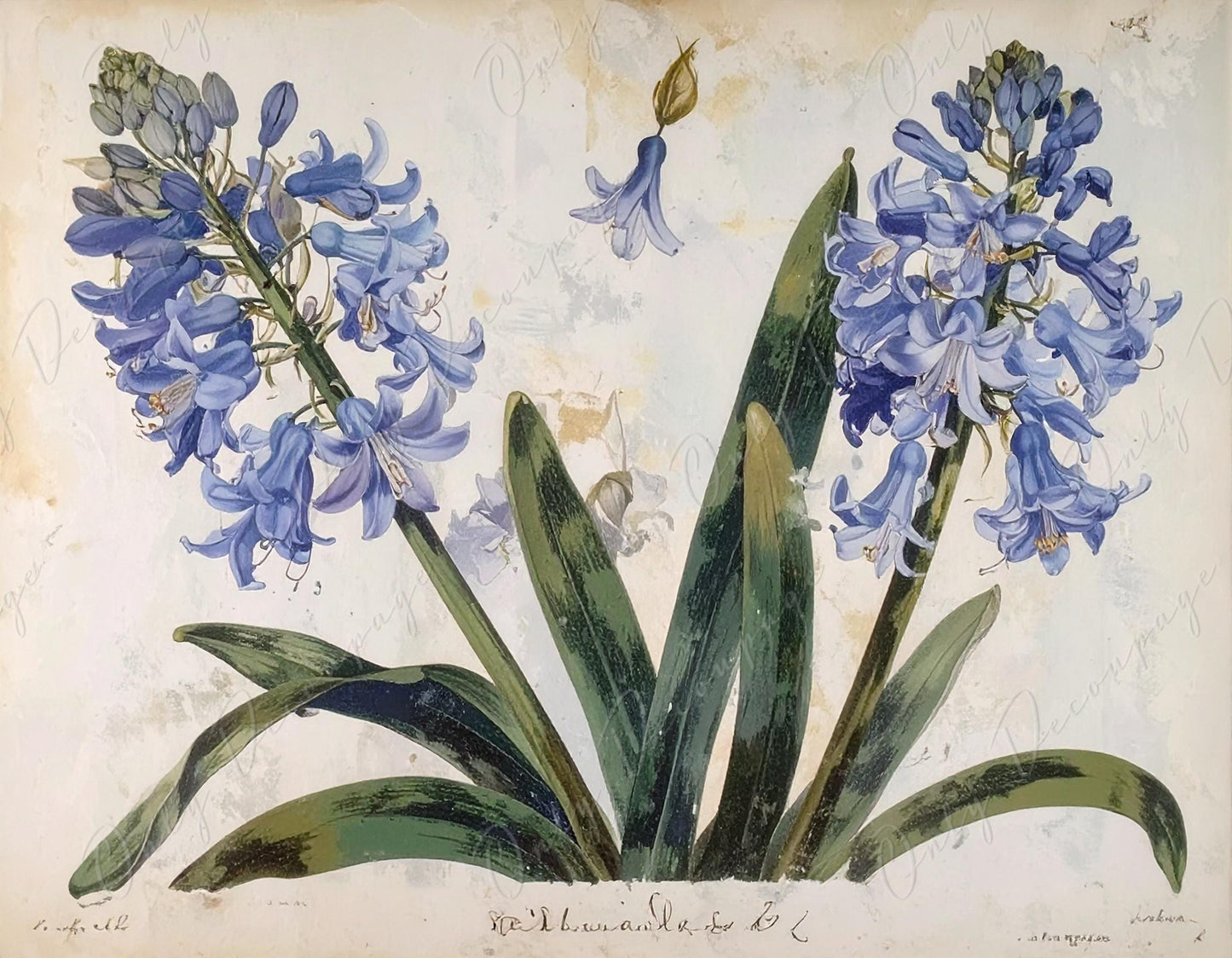 Agapanthus - Decoupage Paper for Furniture - 7 Size Options - Botanical Art - Floral Decoupage