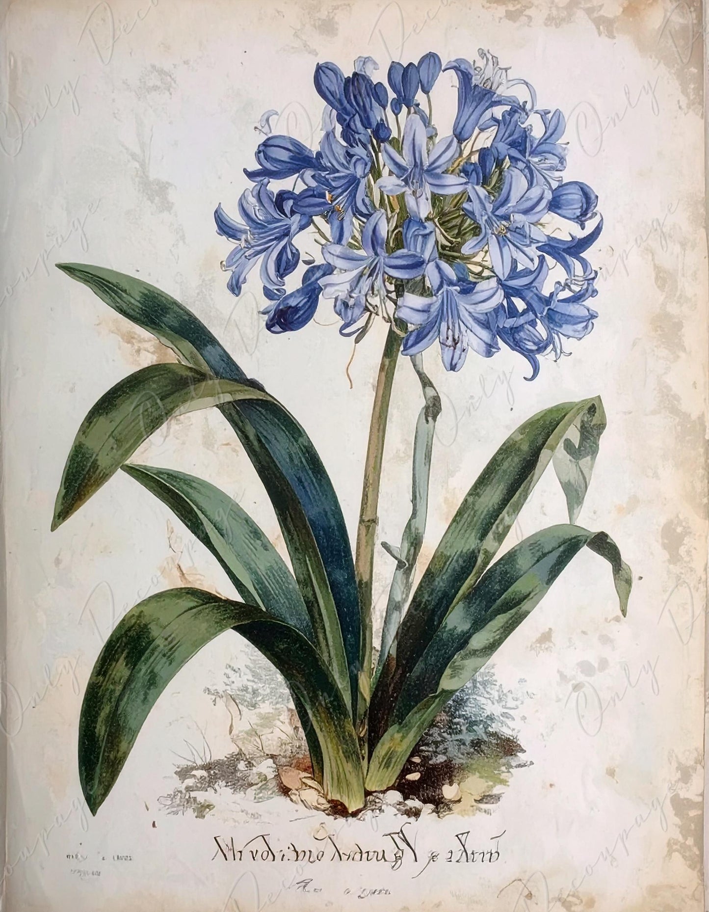 Agapanthus - Decoupage Paper for Furniture - 7 Size Options - Botanical Art - Floral Decoupage