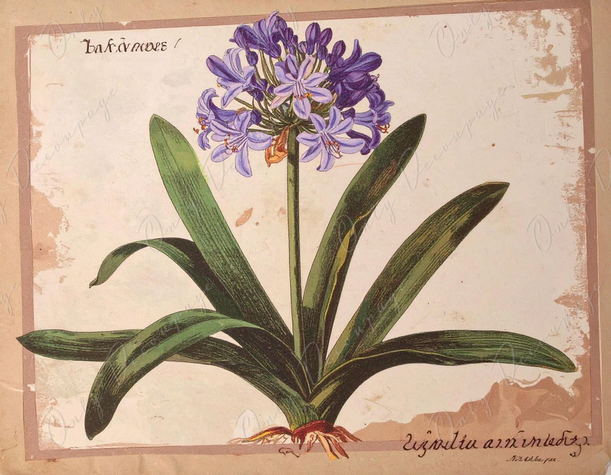 Decoupage Paper for Furniture - 7 Size Options - Botanical Art - Floral Decoupage - Agapanthus