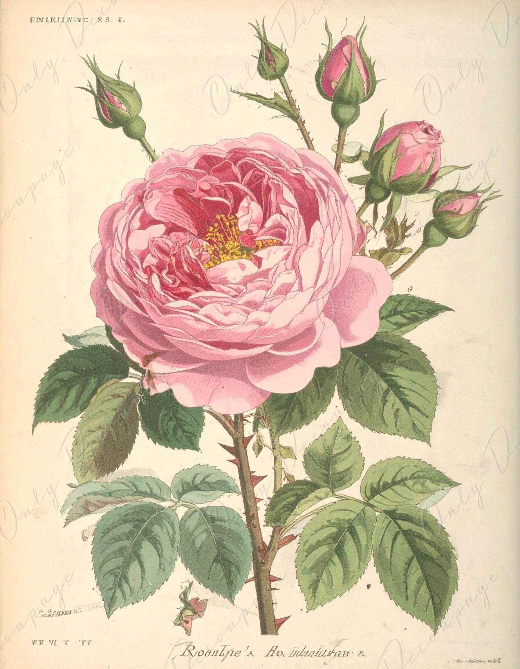 Decoupage Paper for Furniture - 7 Size Options - Botanical Art - Pastel Pink Rose