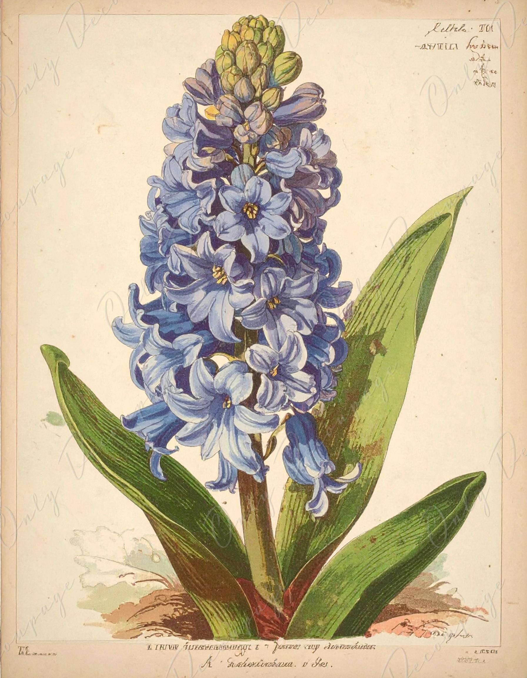 Decoupage Paper for Furniture - 7 Size Options - Botanical Art - Pastel Blue Hyacinth