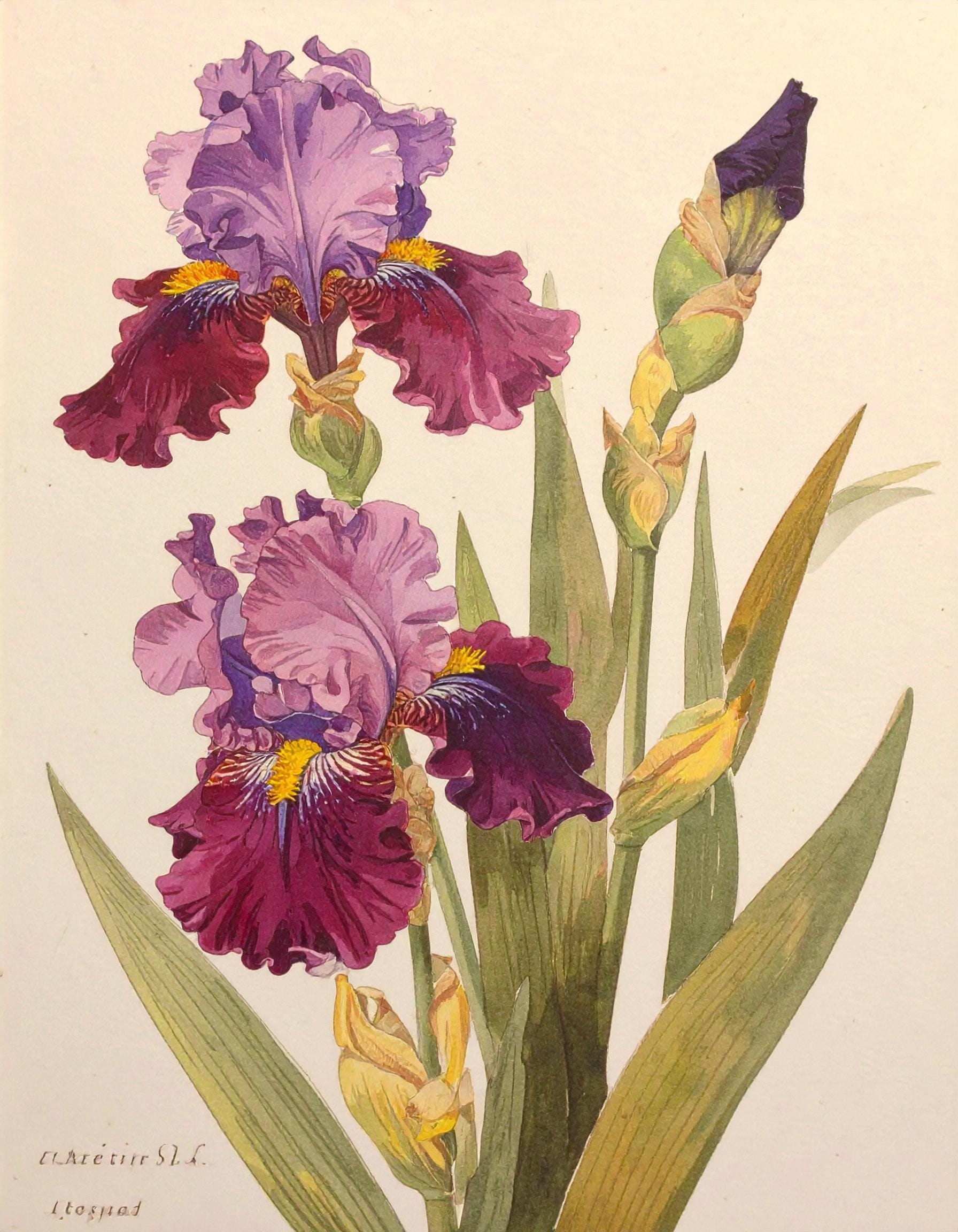 Decoupage Paper for Furniture - 7 Size Options - Botanical Art - Claret Red Iris Flower Bloom