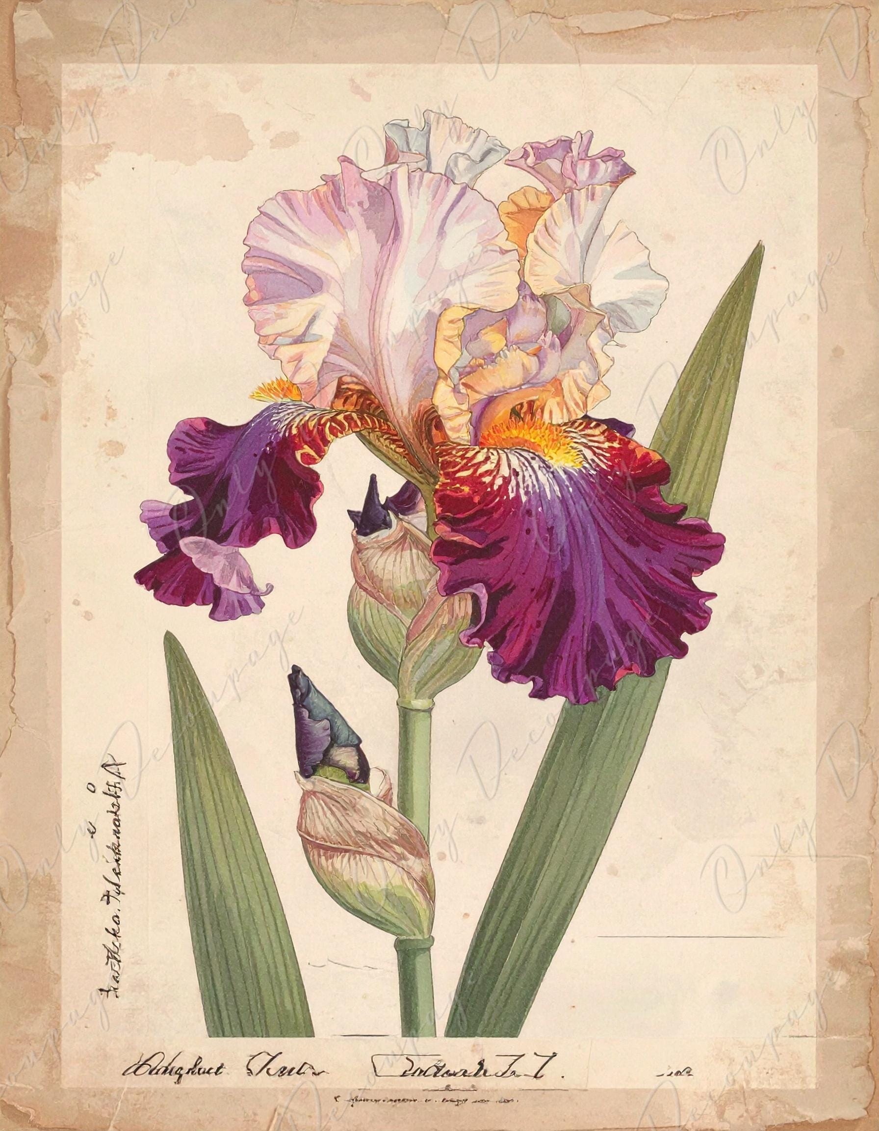 Decoupage Paper for Furniture - 7 Size Options - Botanical Art - Claret Red Iris Flower Bloom