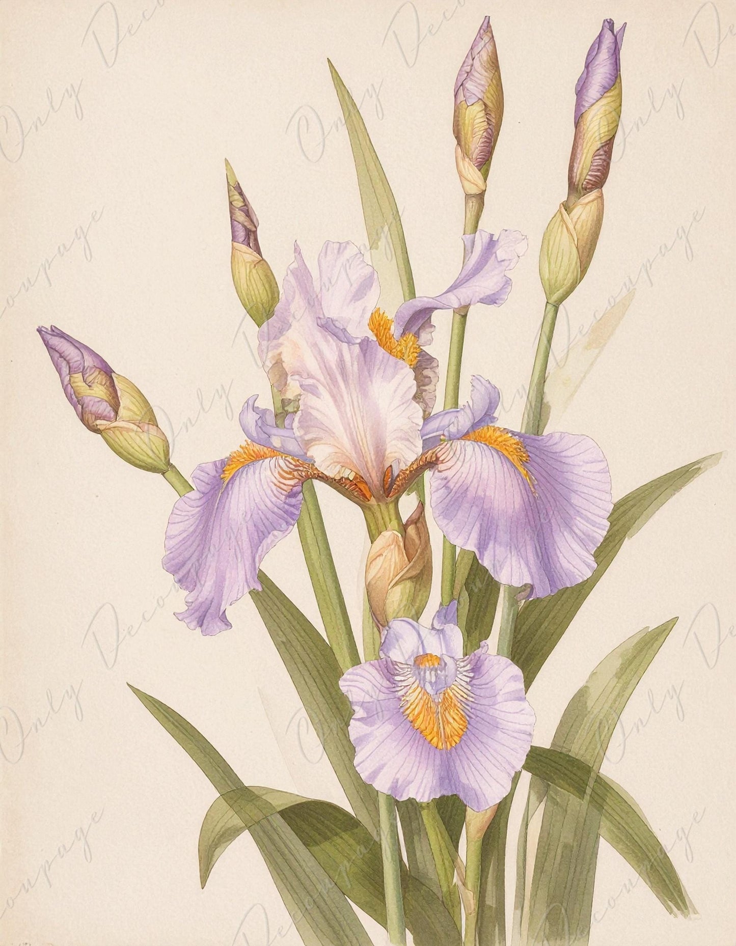 Decoupage Paper for Furniture - 7 Size Options - Botanical Art - Pastel Iris Flower