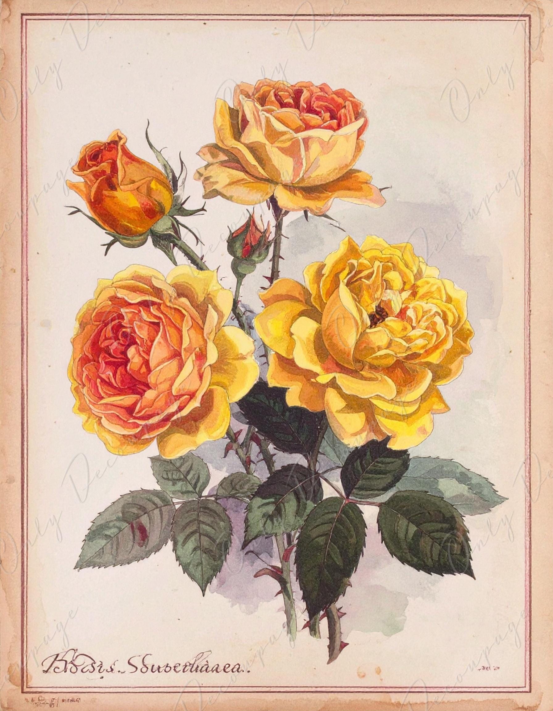 Decoupage Paper for Furniture - 7 Size Options - Botanical Art - Orange & Yellow Roses