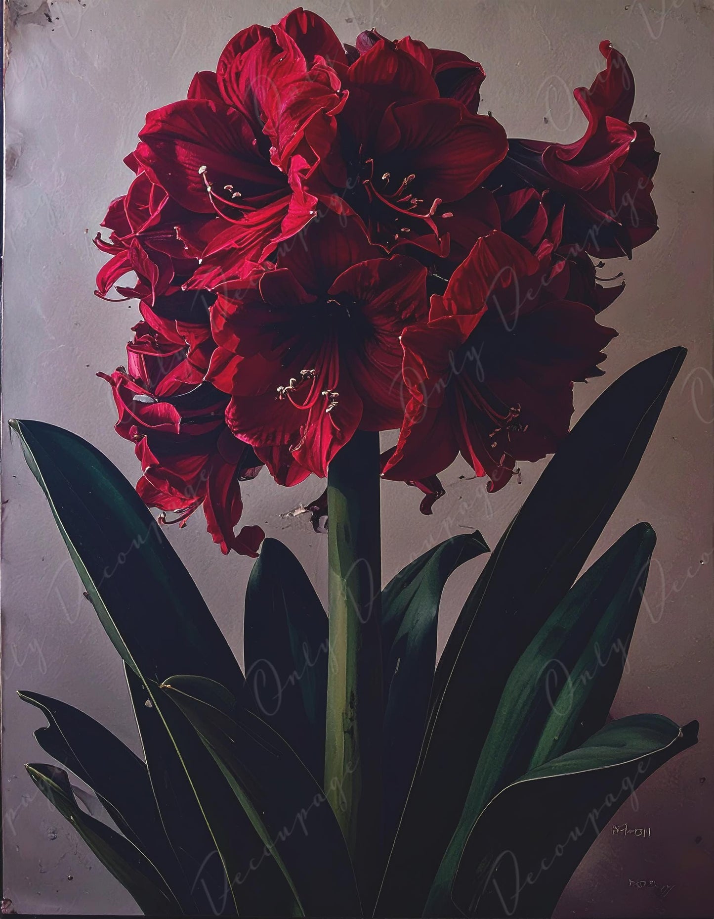 Crimson - Large Decoupage Paper for Furniture - 7 Size Options - Chiaroscuro